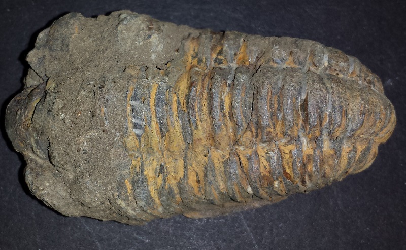 Trilobite