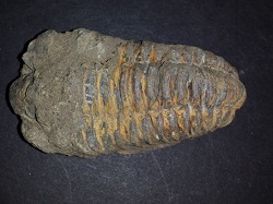 Trilobite