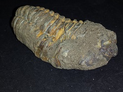 Trilobite