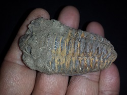 Trilobite