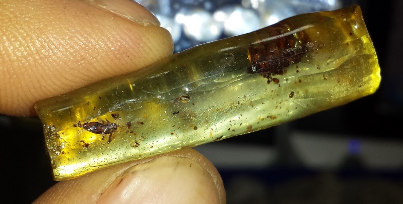 Insect included, Copal Amber