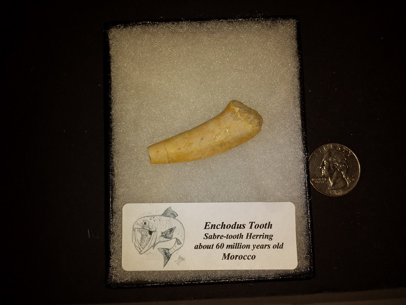 Enchodus Tooth