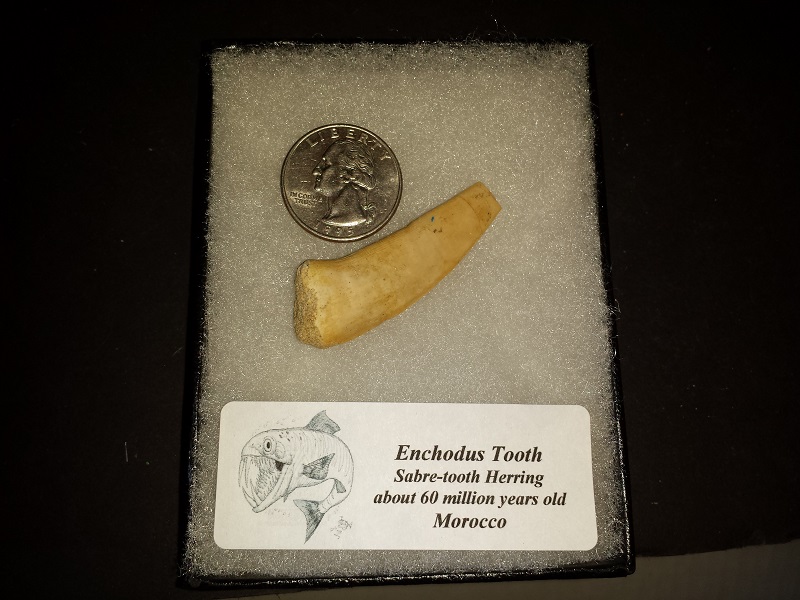 Enchodus Tooth