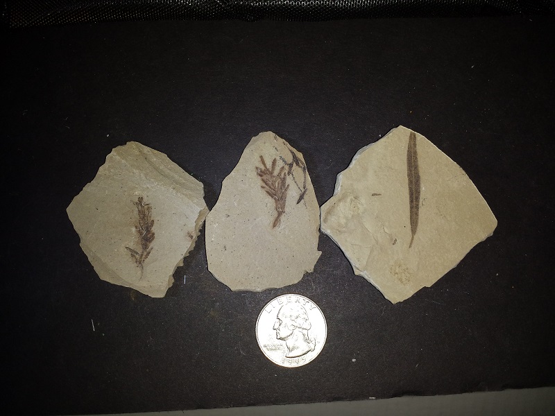 3 Leaf Fossils