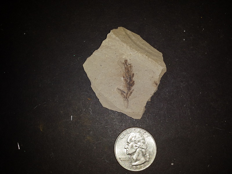 3 Leaf Fossils