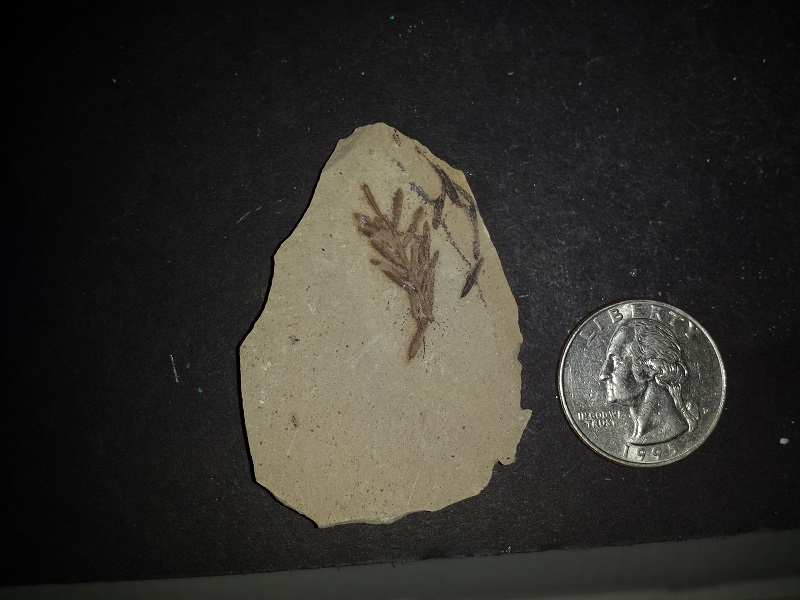 3 Leaf Fossils