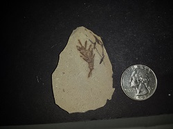 3 Leaf Fossils in matrix