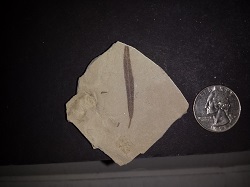 3 Leaf Fossils in matrix