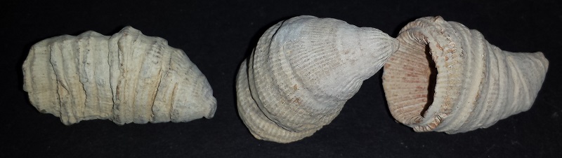 3 Horn Coral specimens