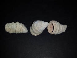 3 Horn Coral specimens