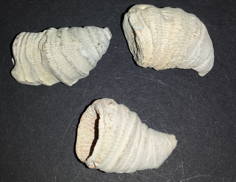 3 Horn Coral specimens