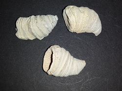 3 Horn Coral specimens