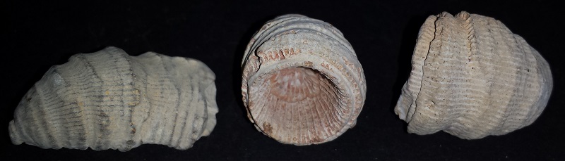 3 Horn Coral specimens