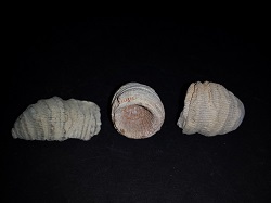 3 Horn Coral specimens