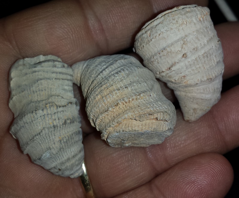 3 Horn Coral specimens