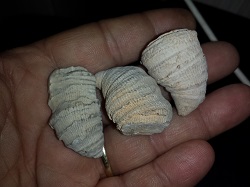 3 Horn Coral specimens