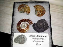 Four Ammonites