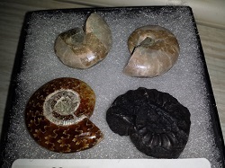 Four Ammonites