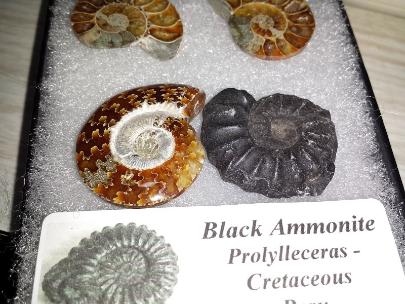 Four Ammonites