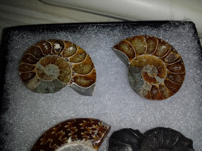 Four Ammonites