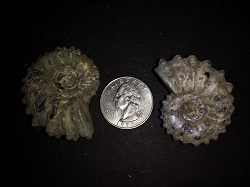 2 Douveilliceras Ammonites