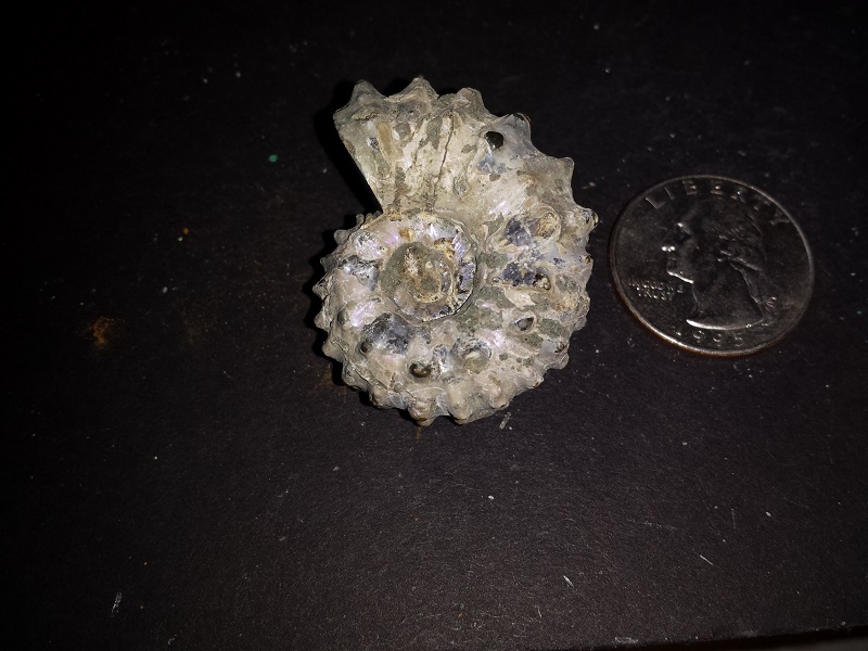 2 Douveilliceras Ammonites