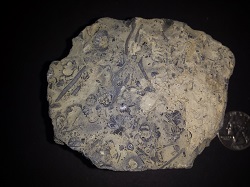 Rock with Fossils