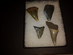 Four fossilized shark teeth