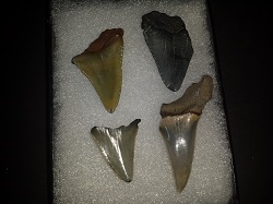 Four fossilized shark teeth