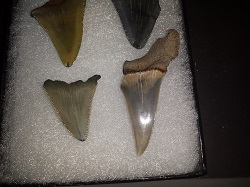 Four fossilized shark teeth