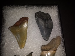 Four fossilized shark teeth