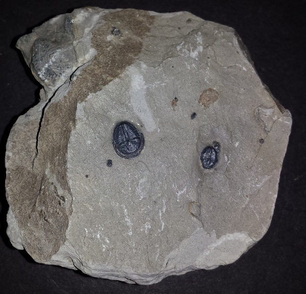 Tribolite Fossils on matrix