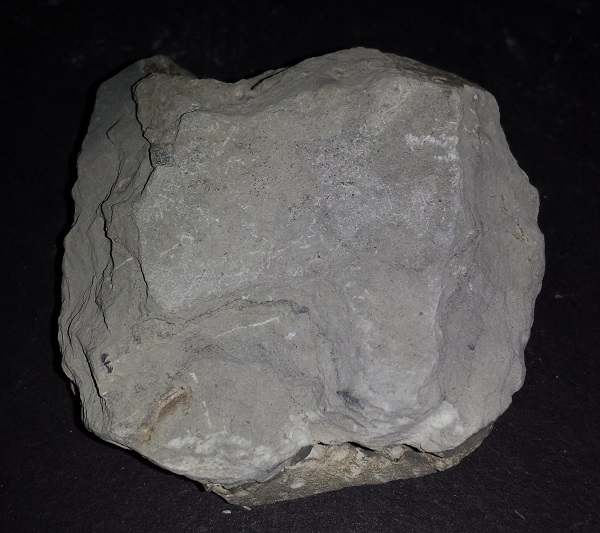 Tribolite Fossils on matrix