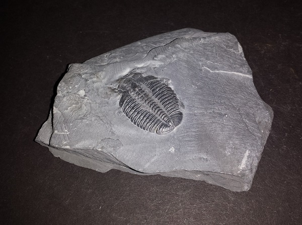 Trilobite Fossil on matrix