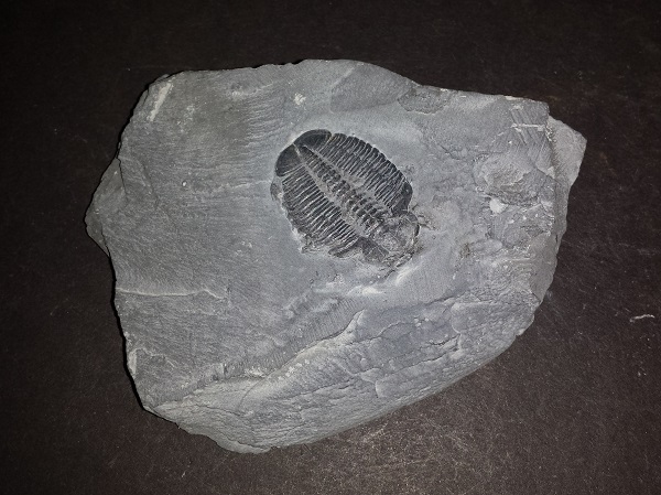 Trilobite Fossil on matrix