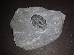 Trilobite Fossil