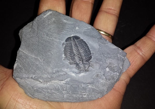 Trilobite Fossil on matrix