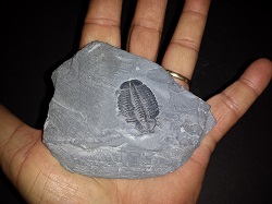 Trilobite Fossil