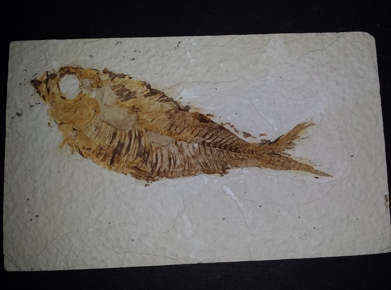 Diplomystus-(fish) fossil