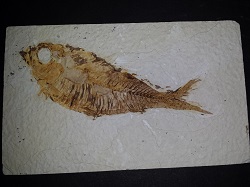 Diplomystus-(fish) fossil