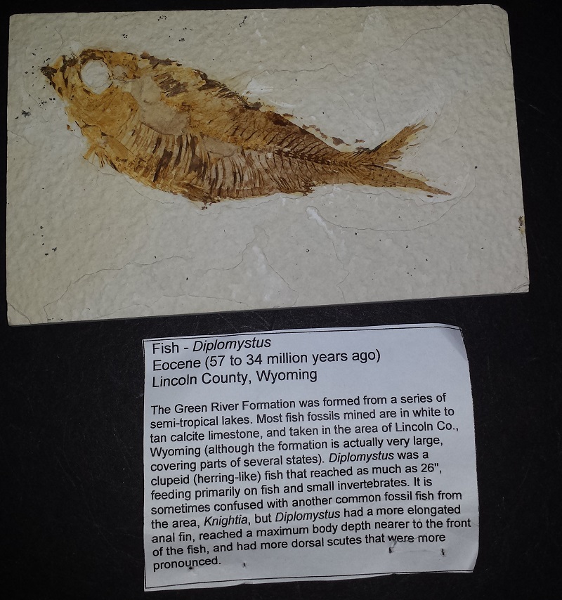 Diplomystus-(fish) fossil