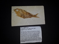 Diplomystus-(fish) fossil