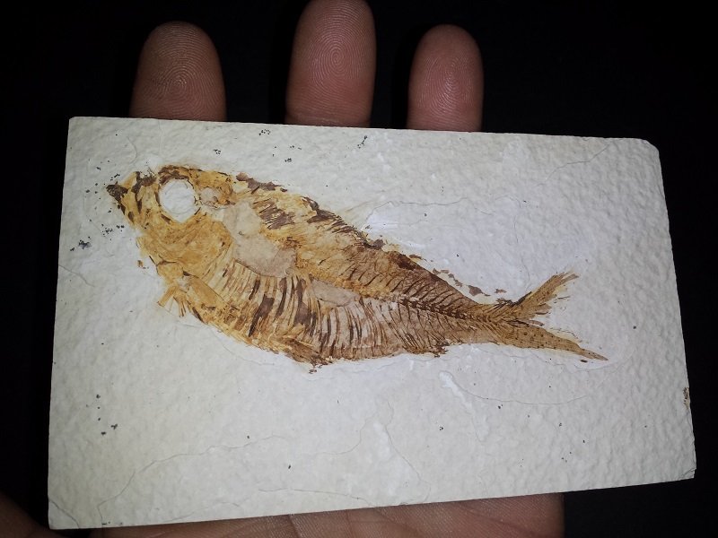 Diplomystus-(fish) fossil