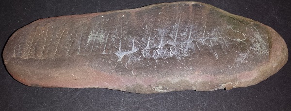 Fern Fossil