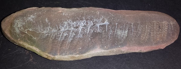 Fern Fossil