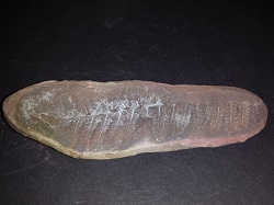 Fern Fossil