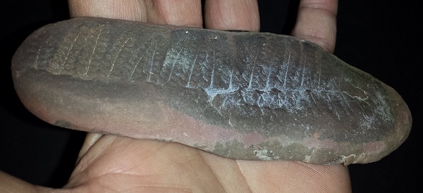 Fern Fossil