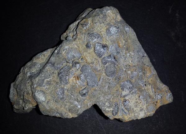 Multiple Shell Fossils on matrix