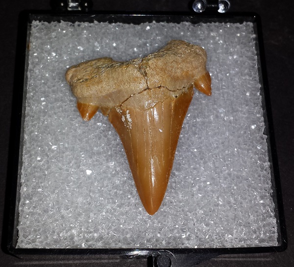 Shark Tooth.Otodus Obliquus