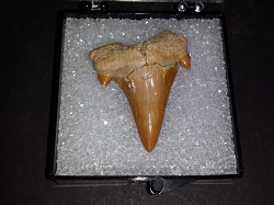 Shark Tooth.Otodus Obliquus